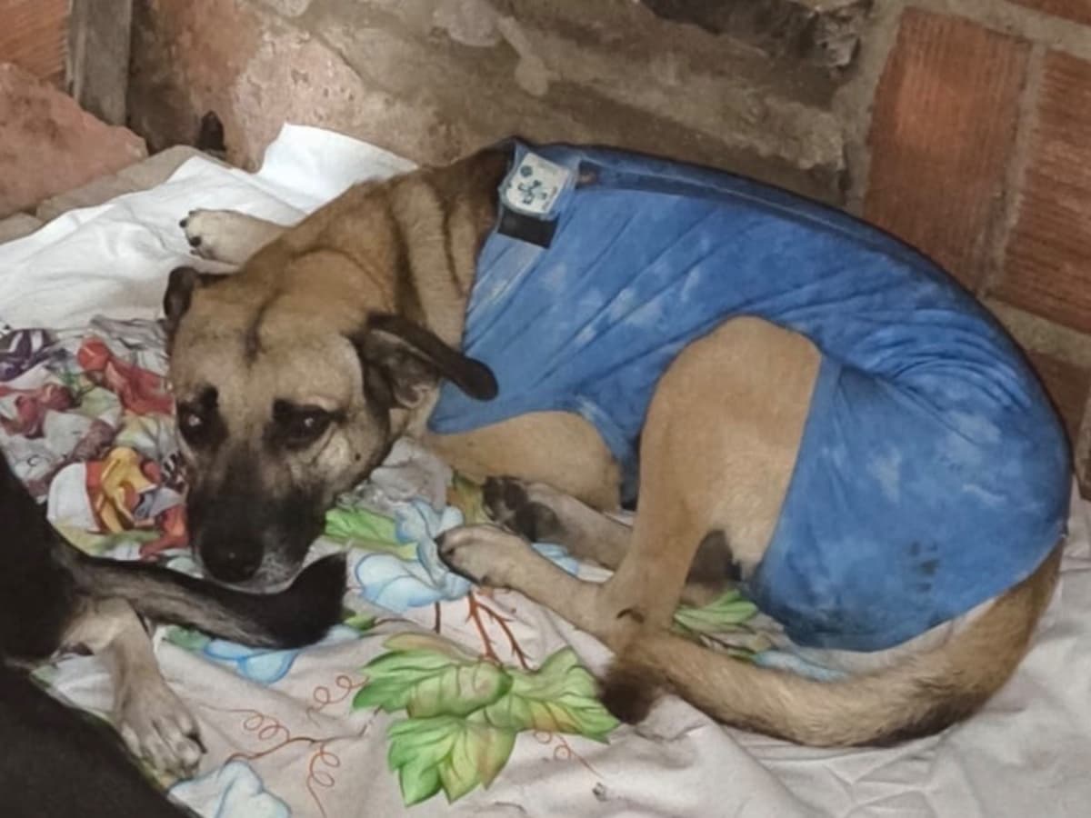 Bobão