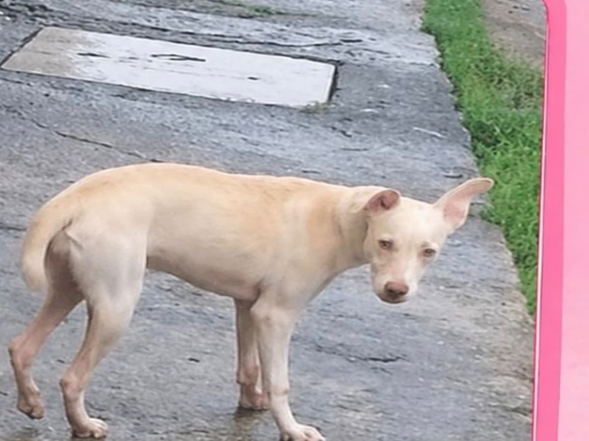 Amiguinho